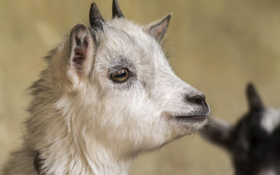 Young pygmy goat kid - Universal Images Group Editorial