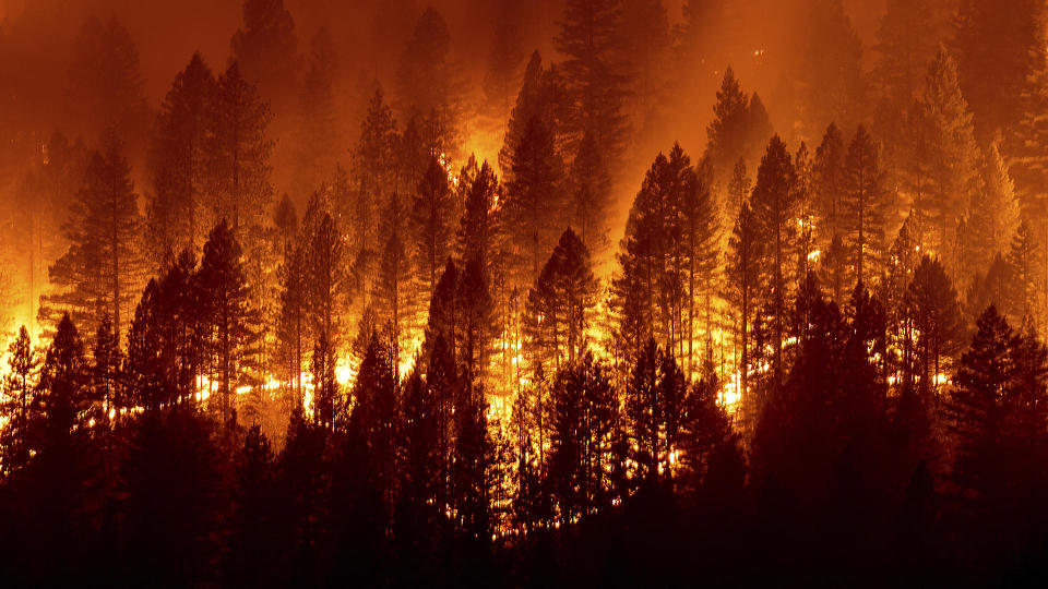 The Dixie Fire burns down a hillside near Taylorsville in Plumas County, Calif., Friday, Aug. 13, 2021. The Dixie Fire has burned more than half a million acres in the past month, and as of Saturday was just 31% contained.  / Credit: Noah Berger/AP