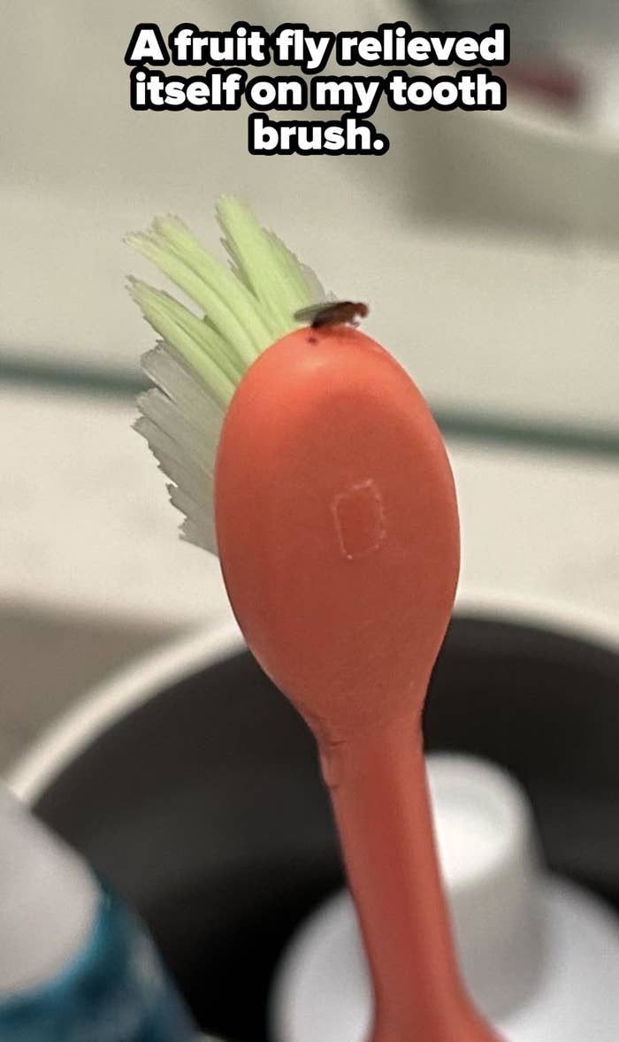 A small insect is perched on the bristles of an orange toothbrush standing in a holder