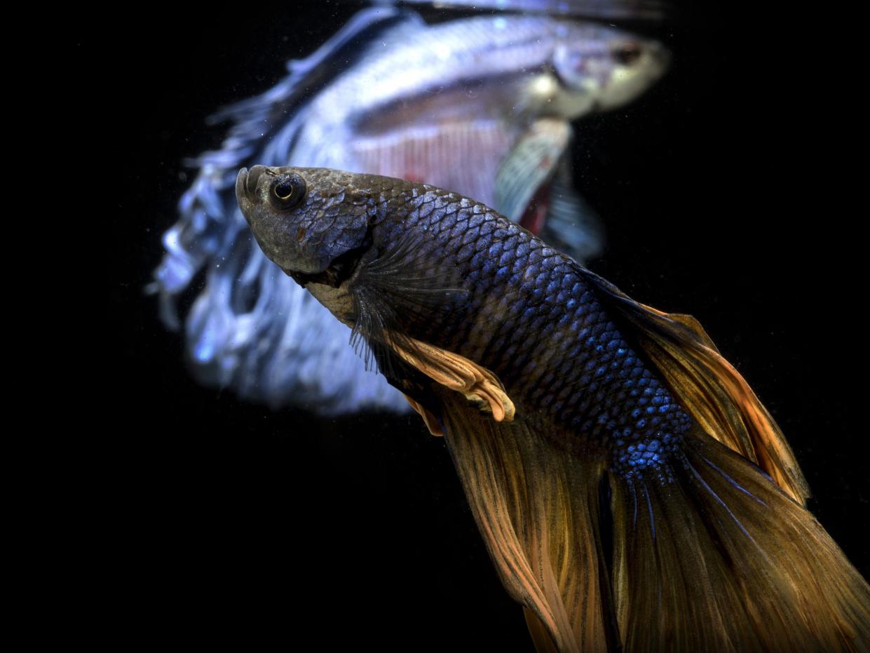 A blue Betta fish with golden yellow fins