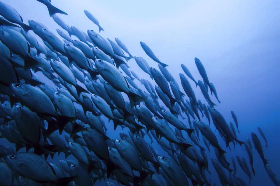 Peces en el mar