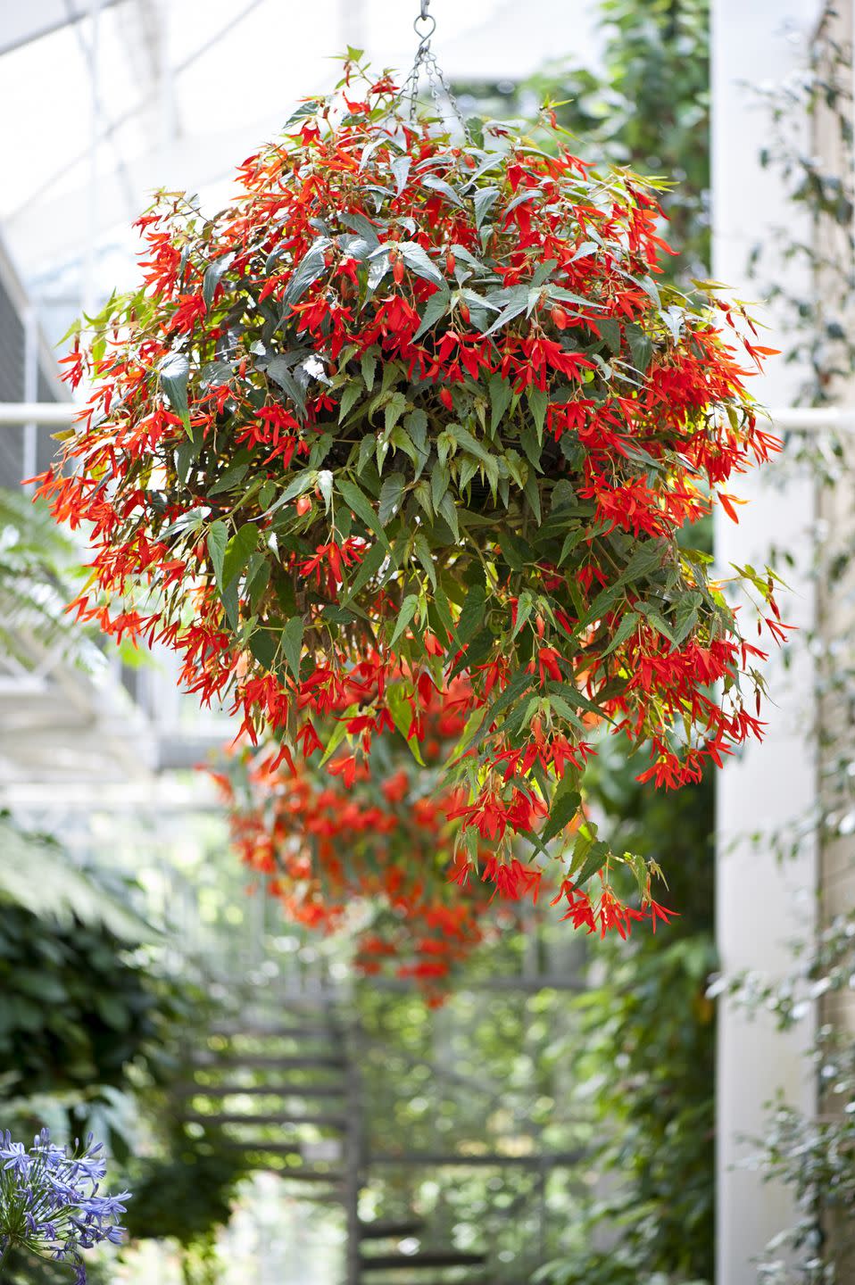 best indoor and outdoor hanging plants begonia