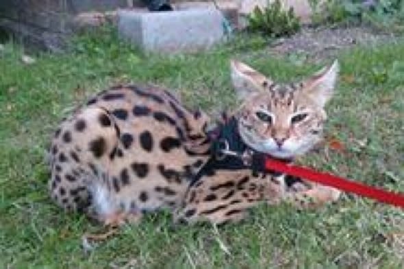 African wildcat serval on the loose in Surrey