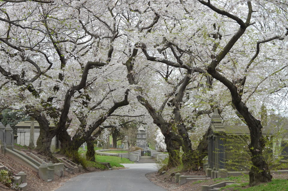 Many cemeteries are also certified arboretums, including Green-Wood, Laurel Hill and West Laurel Hill cemeteries. Since stay-at-home orders have been issued due to the coronavirus pandemic, cemeteries across the country have seen a surge in visitors who are seeking exercise and nature. (Photo: Art Presson)