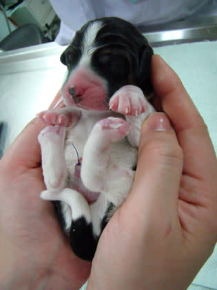 A Puppy of genetically modified dog Tagon are seen at Seoul National University (SNU)'s College of Veterinary Medicine in Seoul.