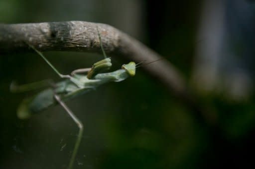 Escena de batalla de bichos fotografías e imágenes de alta