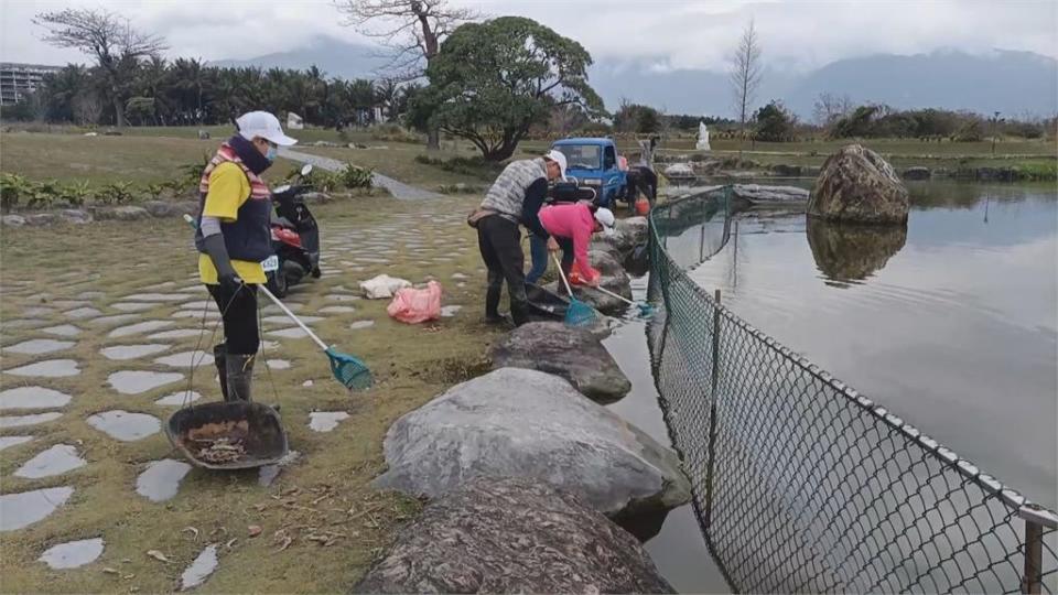 寒害又一樁！ 花蓮知名農場景觀池 吳郭魚全凍死