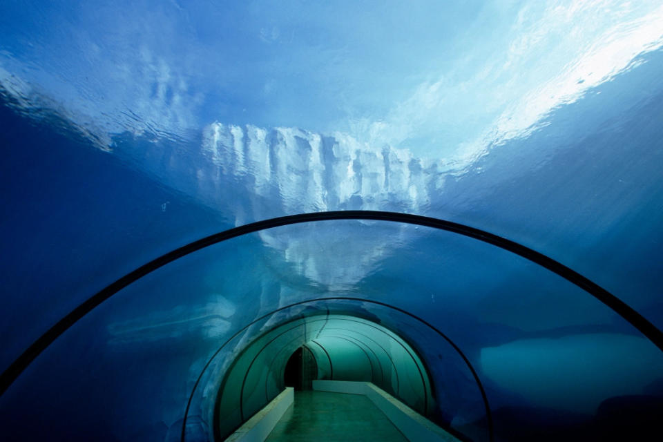 Polar Bear Viewing tunnel at Detroit Zoo via Getty Images