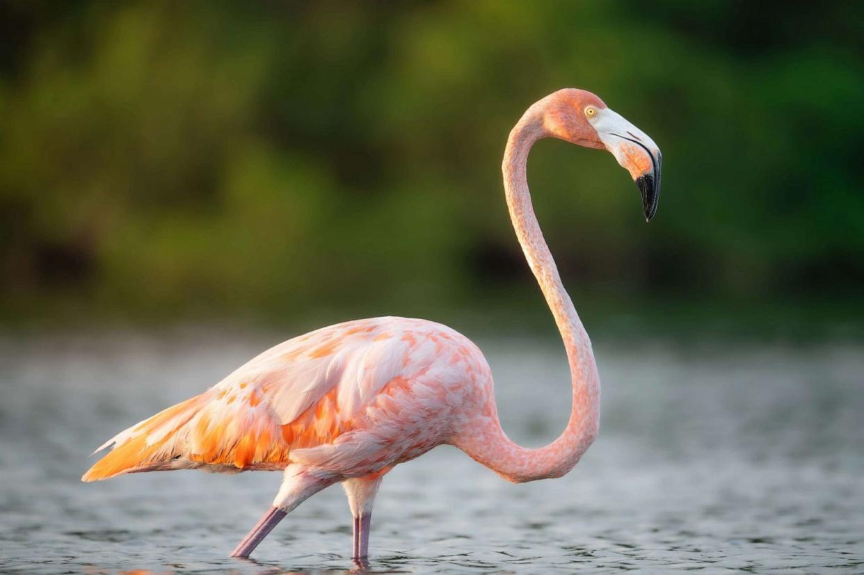 PHOTO: Flamingo in Fort De Soto Park, South-southwest of St. Petersburg, Fla. on Sept. 2, 2023. (Janelle LaFrance)