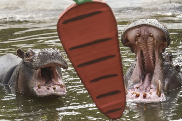 COLOMBIA-MEDELLIN-HIPPOS