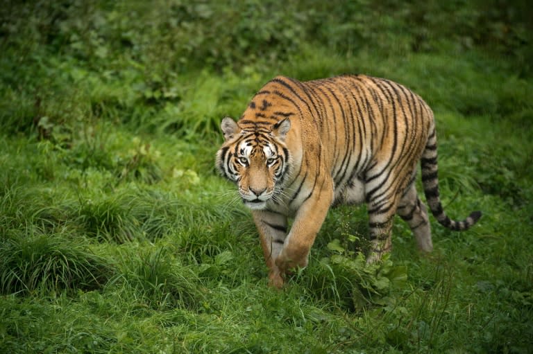 Siberian tigers were on the brink of extinction in the 1940s, but today Chinese rangers and conservationists are working to increase populations in the wild