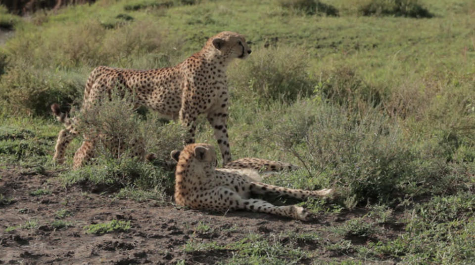 Cat Wars: Lion vs. Cheetah