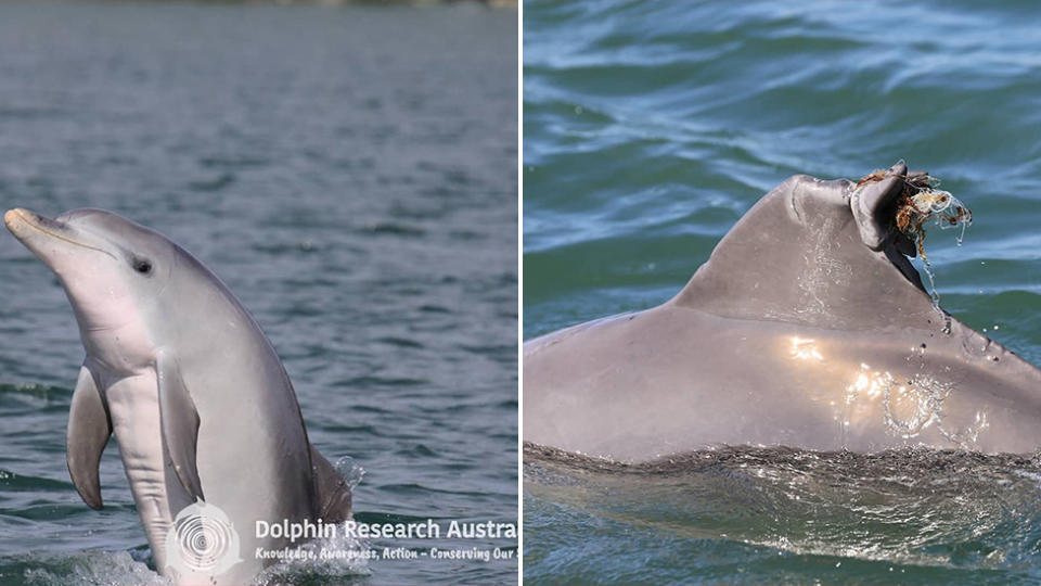 Dolphin Research Australia have issued a serious warning for fishers, after a dolphin was found tangled in fishing line. Source: Dolphin Research Australia Facebook.