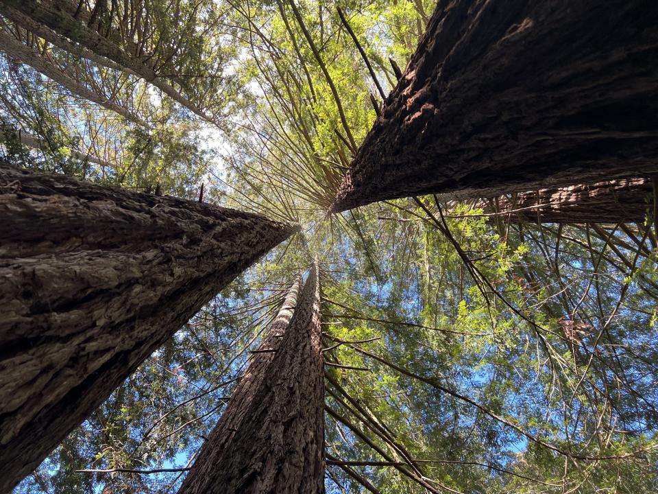 View up the trunks of large redwood trees in a grove at Redwoods Regional Park, Oakland, California, January 17, 2022.