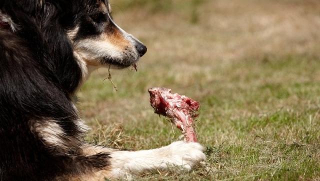 are turkey leg bones safe for dogs to eat