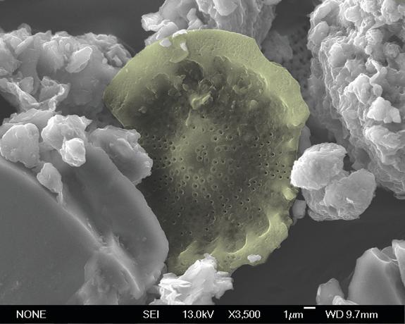 Pseudocolor image showing a diatom from 25,000-year-old Taupo volcanic ash in New Zealand.