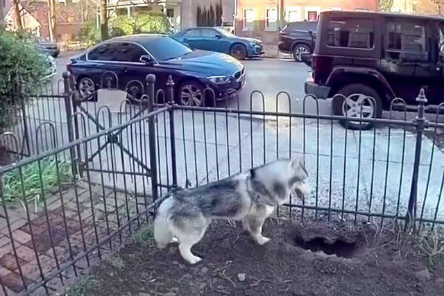 <p>Chanell Bell</p> Kobe the husky dog with the hole he dug in his Philadelphia front yard that led to the discovery of a gas leak