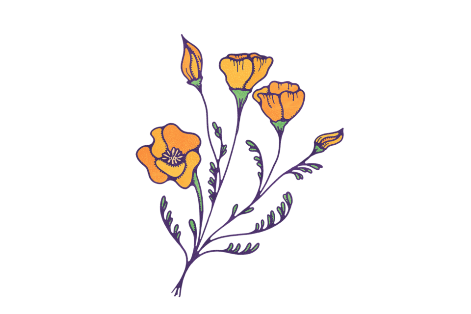 Illustration of California poppy