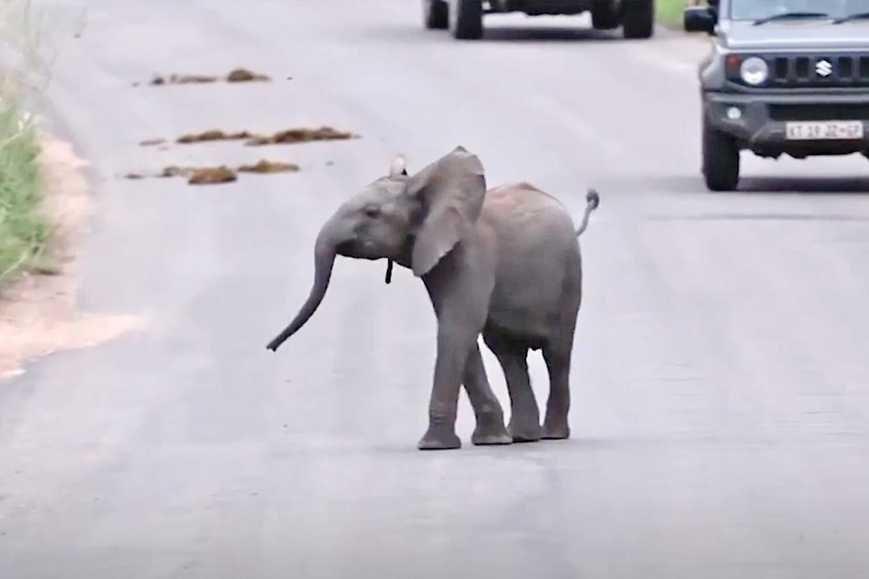 Baby elephant charging. https://timemeredith-a.akamaihd.net/media/v1/pmp4/static/clear/416418724/7b6a68cb-3548-4ef2-bb9b-52aa08cbd5ef/f23efee7-eae5-40cb-a59f-ebeb2b121f88/main.mp4