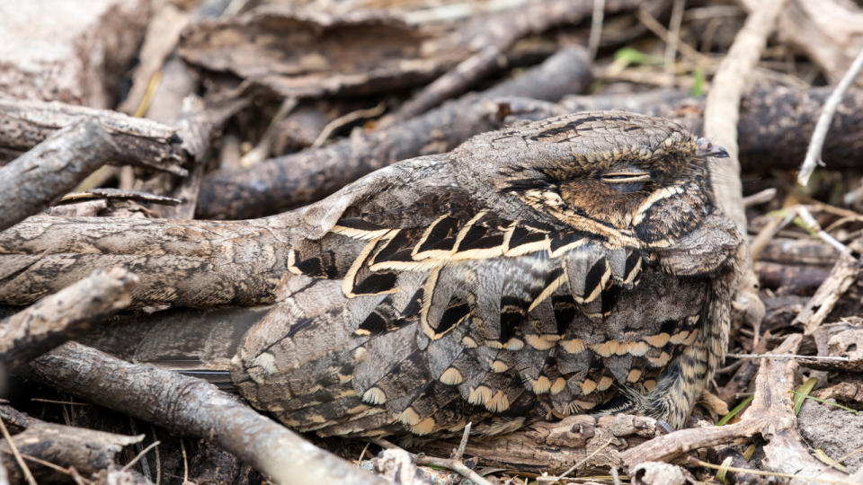 A common pauraque rests camouflaged on the forest floor in south Texas.