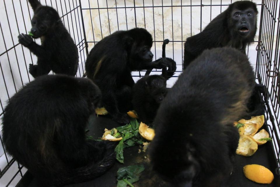 Howler monkeys at a veterinarian clinic in Tecolutilla, Tobasco state on Tuesday (AP)