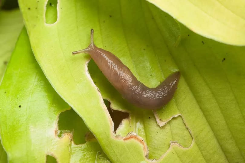 Slugs and snails can be a persistent problem during the spring and summer months as plants are growing