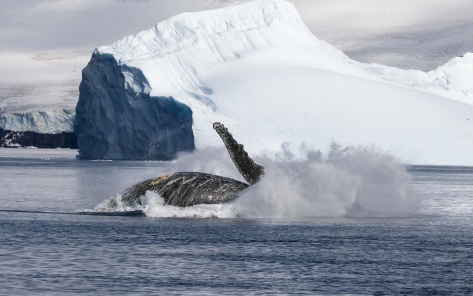 Humpback whales were not an uncommon sight