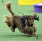 <p>A dachshund keeps his eye on a treat as he competes in the Hound group during the 142nd Westminster Kennel Club Dog Show, Monday, Feb. 12, 2018, at Madison Square Garden in New York. (Photo: Mary Altaffer/AP) </p>