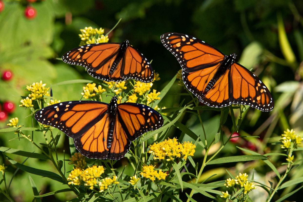 The Arboretum is located along the eastern migratory route of monarch butterflies.