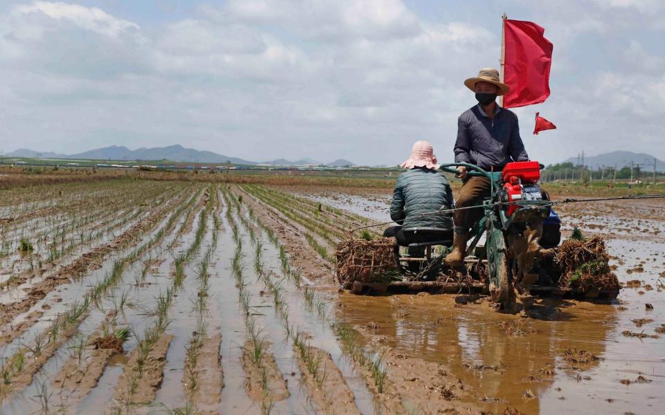 Farmers plant rice at the Namsa Co-op Farm of Rangnang District in Pyongyang, North Korea - Jon Chol Jin /AP