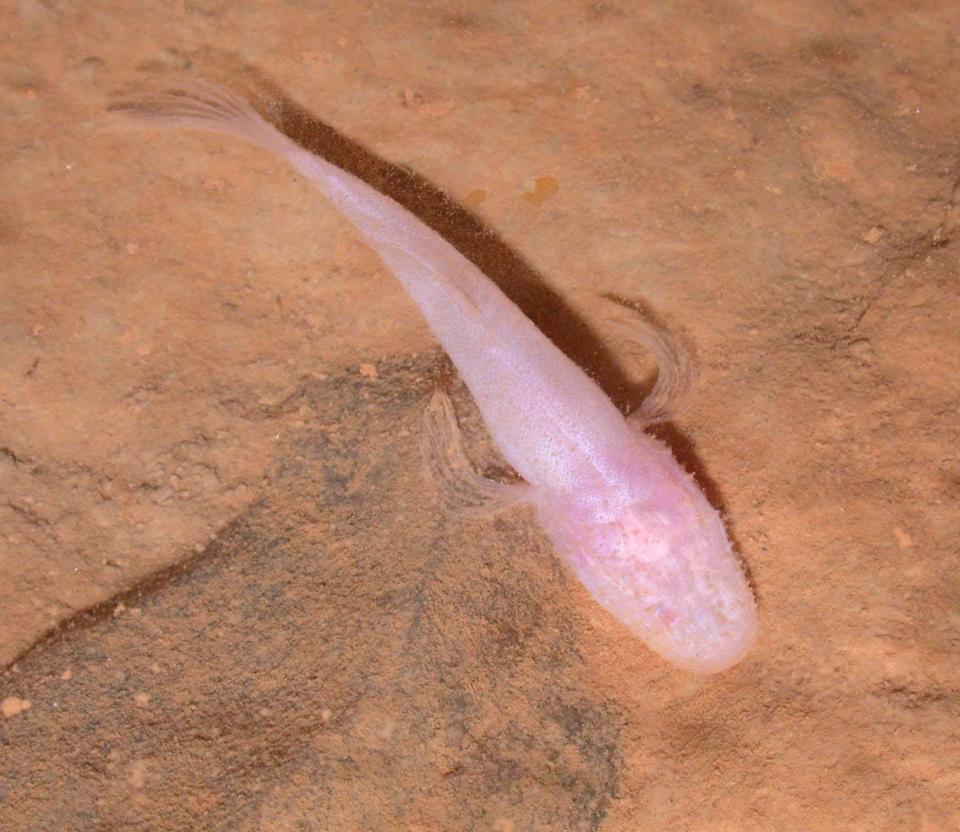Northern Cavefish live in depths of Mammoth Cave. According to the park, "Complete darkness has caused them to evolve without eyes and without pigment. Because of the darkness, camouflage is not needed to avoid predators."
