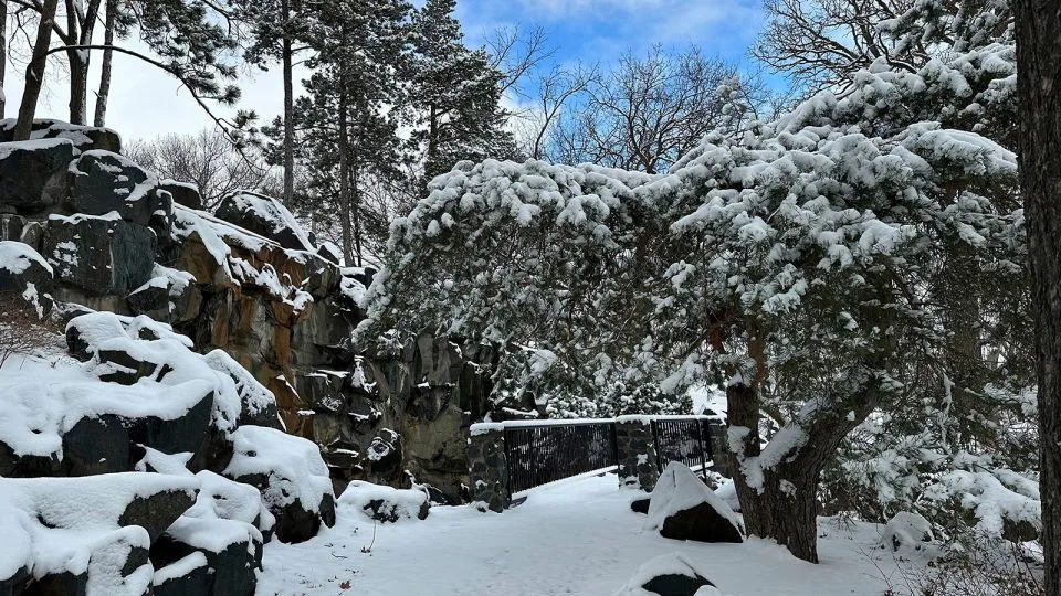 Snow clings to the trees along a walking path at Como Lake in St. Paul, Minnesota, on March 22. - Amy Forliti/AP