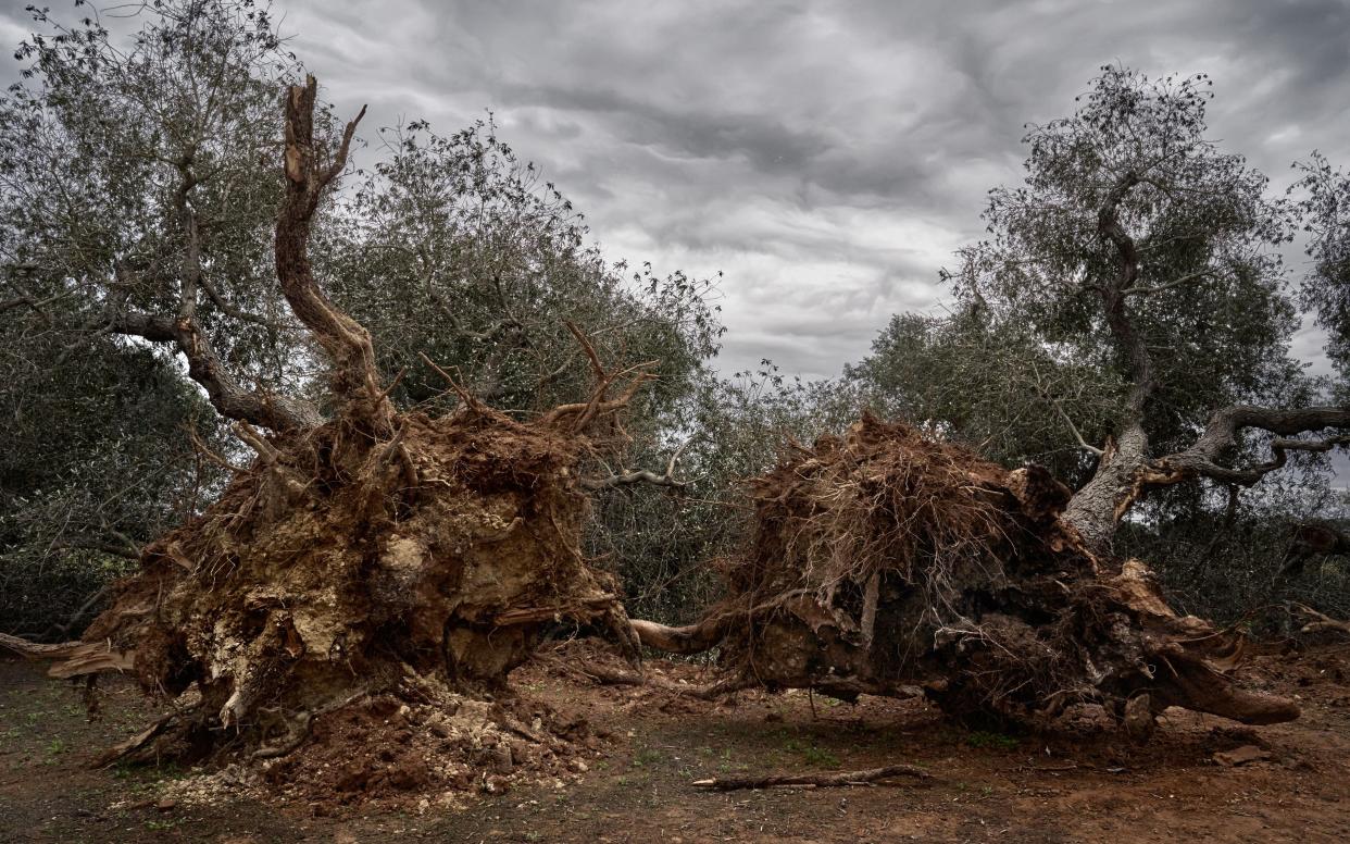 Public prosecutors in Italy blocked an EU order to fell thousands of olive trees affected by Xylella Fastidiosa bacterial infection - © ROPI / Alamy Stock Photo