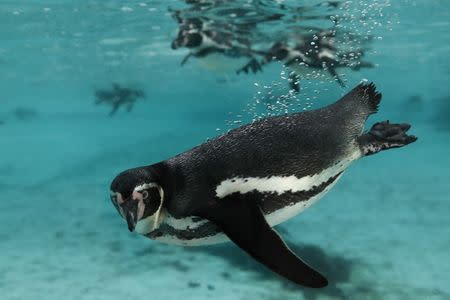 Humboldt penguins swim in their pool during the annual stocktake at London Zoo in London, Britain. REUTERS/Stefan Wermuth
