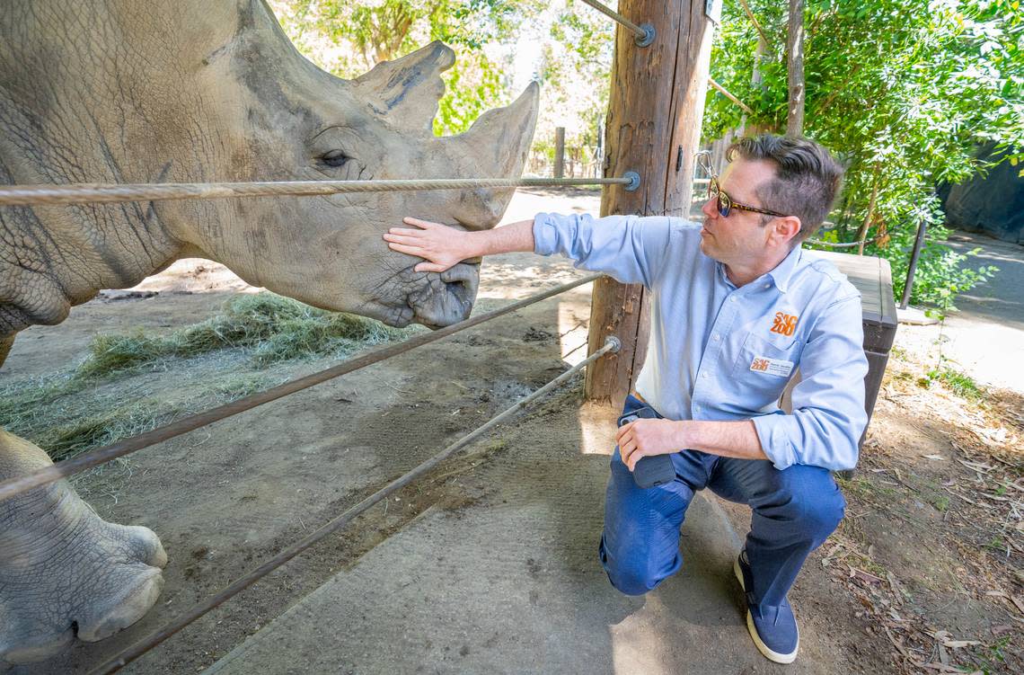 Jason Jacobs, Sacramento Zoo executive director, pets J. Gregory the rhinoceros at the Sacramento Zoo in Land Park on Monday, May 6, 2024. Cameron Clark/cclark@sacbee.com