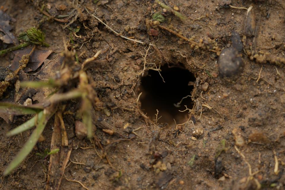 A cicada hole is visible in the soil after a heavy rain on the campus of Wesleyan College in Macon, Ga., Wednesday, March 27, 2024. Cicadas preemptively dig tunnels to the surface before they are ready to emerge. (AP Photo/Carolyn Kaster)