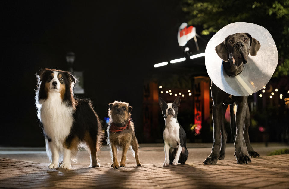 This image released by Universal Pictures shows, from left, Maggie, voiced by Isla Fisher, Reggie, voiced by Will Ferrell, Bug, voiced by Jamie Foxx and Hunter, voiced by Randall Park, in a scene from "Strays." (Universal Pictures via AP)