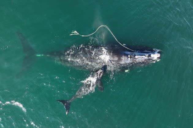 Snow Cone, with fishing rope dragging from her mouth, and her newborn calf on Dec. 2. (Photo: Georgia Department of Natural Resources/NOAA Permit #20556)