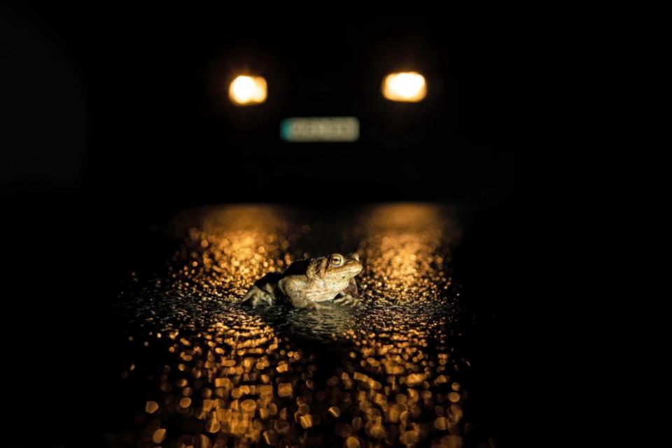 The Argus: Toad In The Road by Peter Brooks