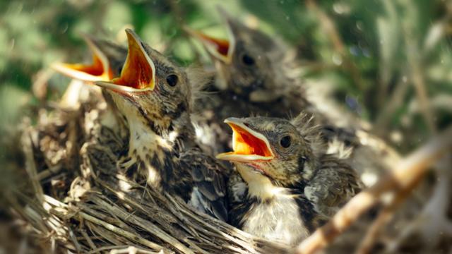 Nestlings and fledglings: all about baby birds - Plantura