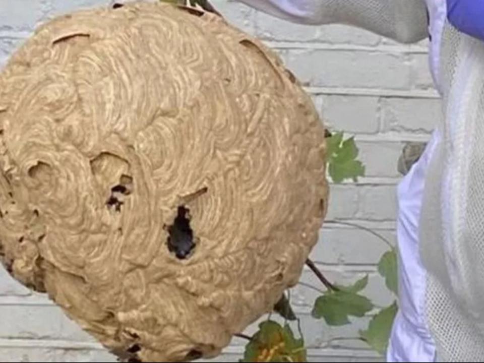 An Asian hornet nest the size of a basketball, found in a back garden in Rayleigh, Essex (Defra)