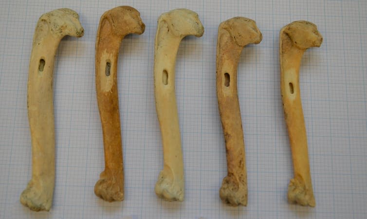 <span class="caption">Great auk bones used to obtain ancient DNA.</span> <span class="attribution"><span class="source">Jessica Thomas</span>, <span class="license">Author provided</span></span>