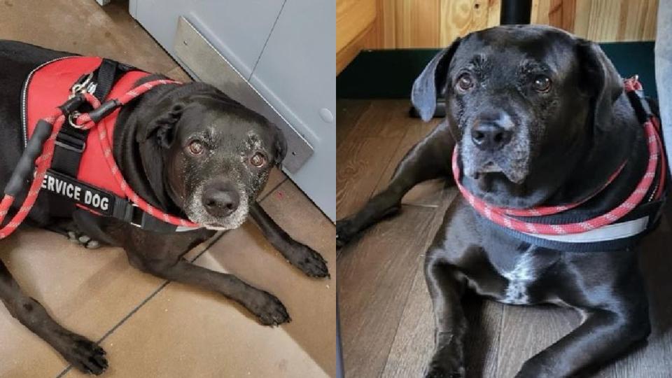 <div>A service dog was reported missing after the car he was in was stolen from a hotel near SeaWorld Orlando on May 1, 2024. (Photo: Orange County Sheriff's Office)</div>
