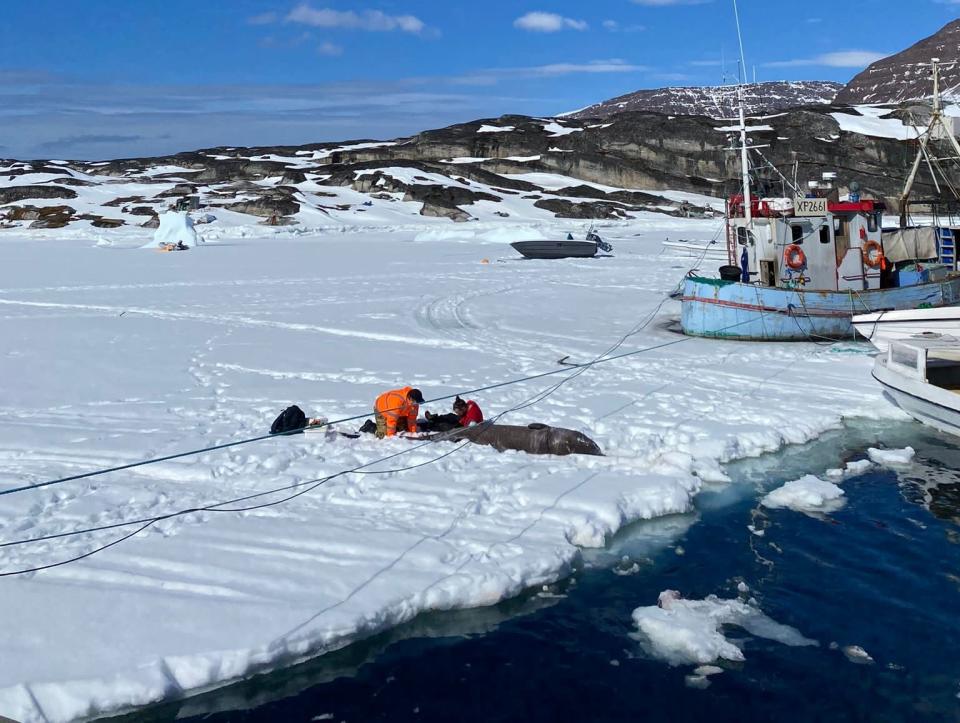 On frozen ground, a greenland sharks lays as two people collect tissue samples.