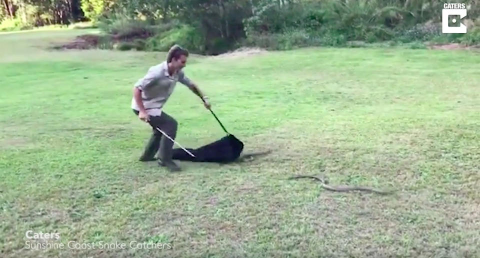 The pair of venomous snakes had been combatting on the lawn and separated as Jack approached them. Source: Caters