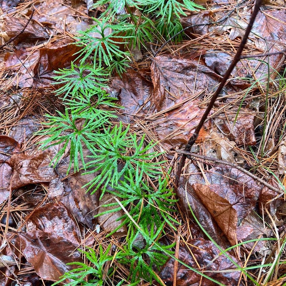 A patch of fan clubmoss grows at the Great Works Land Trust in southern Maine.