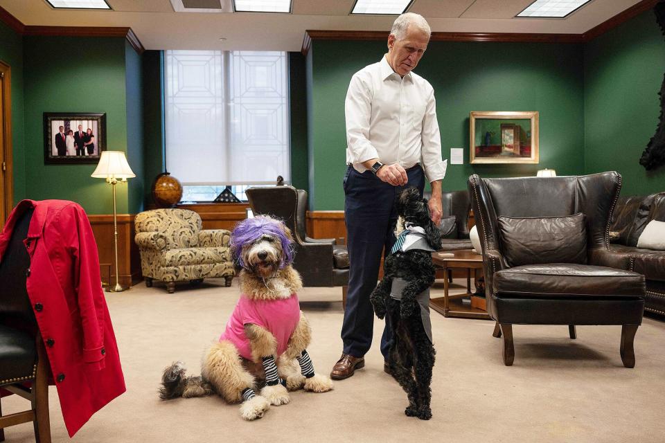 US Senator Thom Tillis, R-NC, feeds his dog Mitch, dressed as US Senator Mitch McConnell, a treat as his other dog Theo sits in his costume as US Senator Kyrsten Sinema in his office prior to the annual Congressional Dog Costume Parade on Capitol Hill in Washington, DC, on October 27, 2021. (Photo by Jim WATSON / AFP) (Photo by JIM WATSON/AFP via Getty Images)