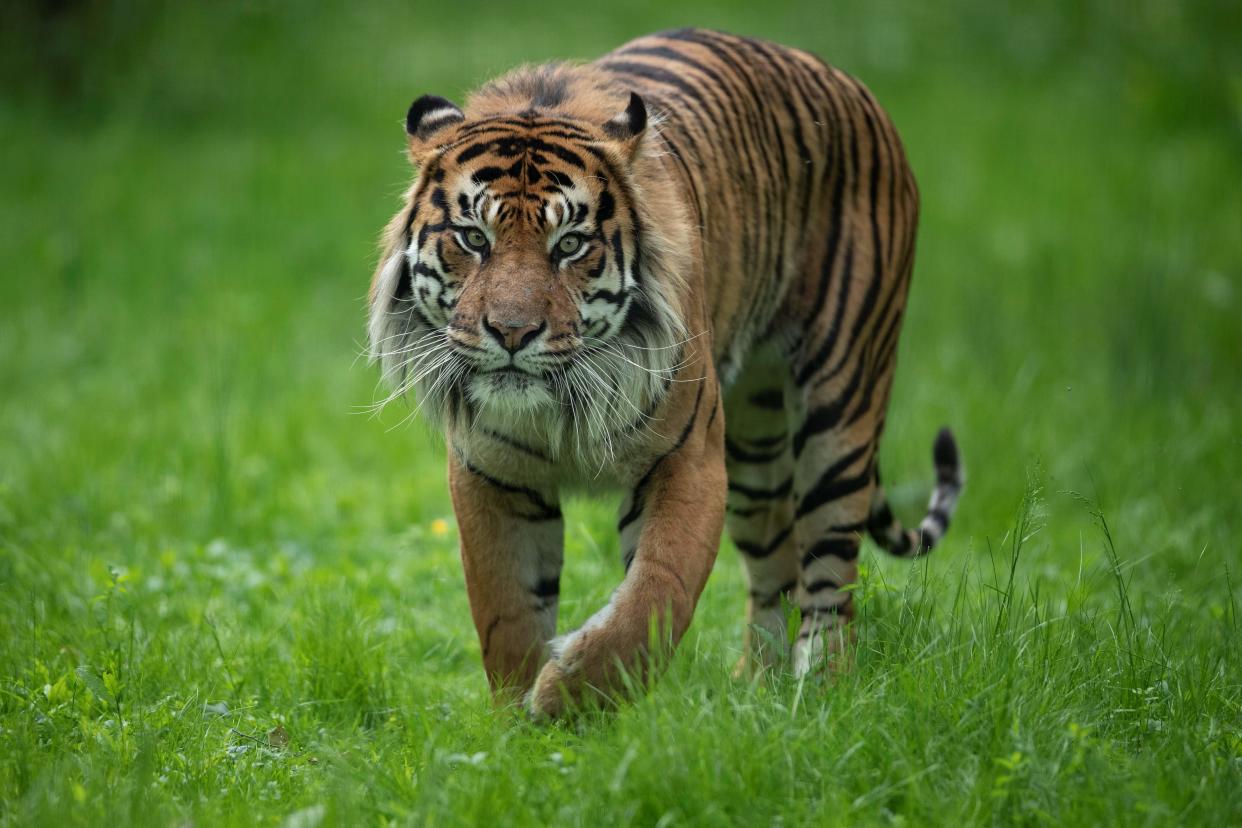 Sumatran tigers are the most critically endangered tiger subspecies [file photo] (AFP/Getty Images)