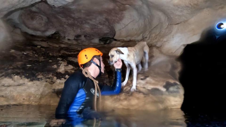 The dog initially appeared frightened when first spotted by divers.