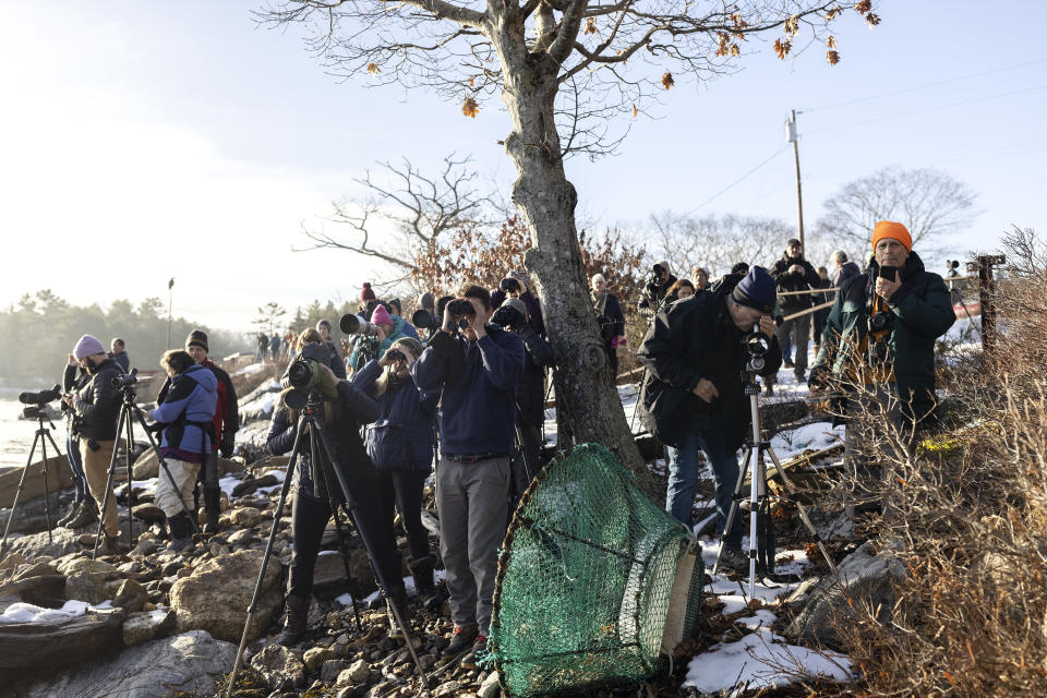 Birders watch a Steller's sea eagle in Georgetown, Maine on Friday, December 31, 2021.